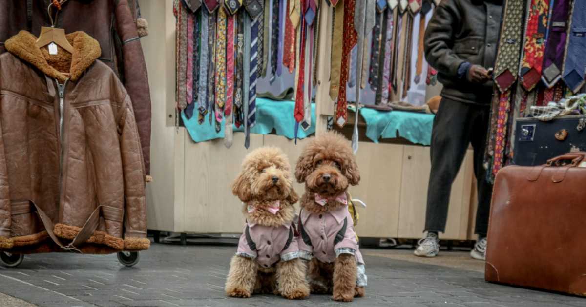 shopping-with-dog