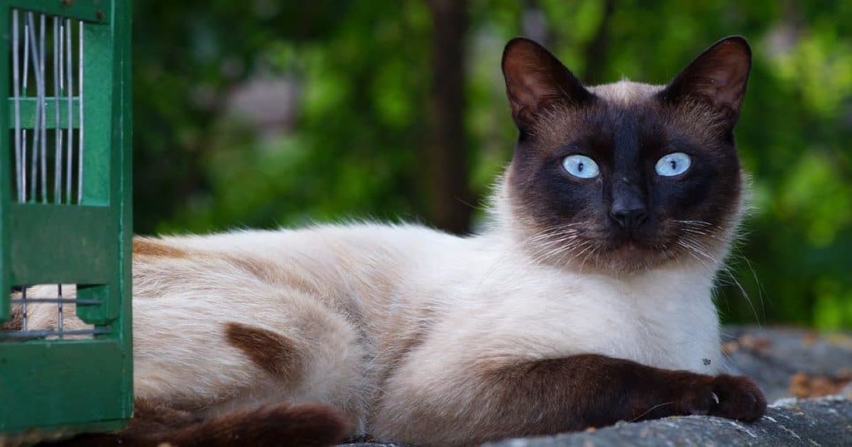 siamese-cat