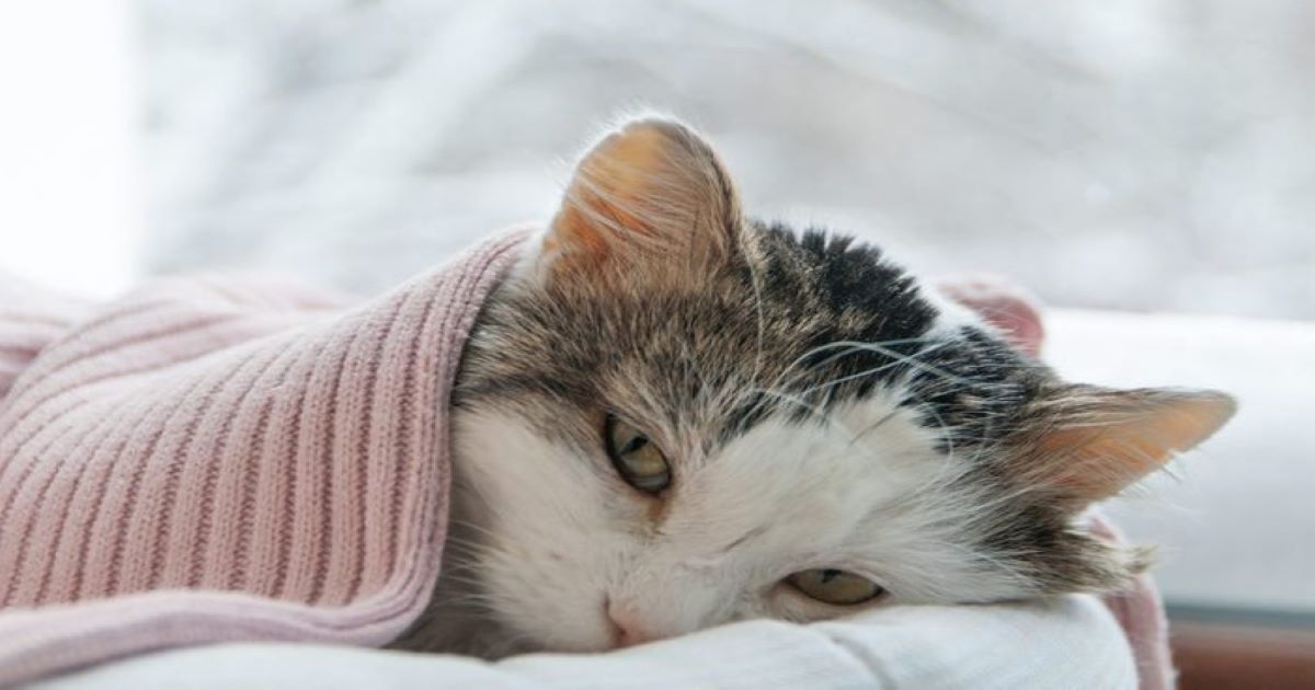 sick-cat-on-bed