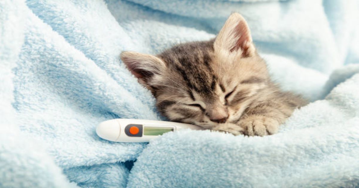 sick-cat-thermometer