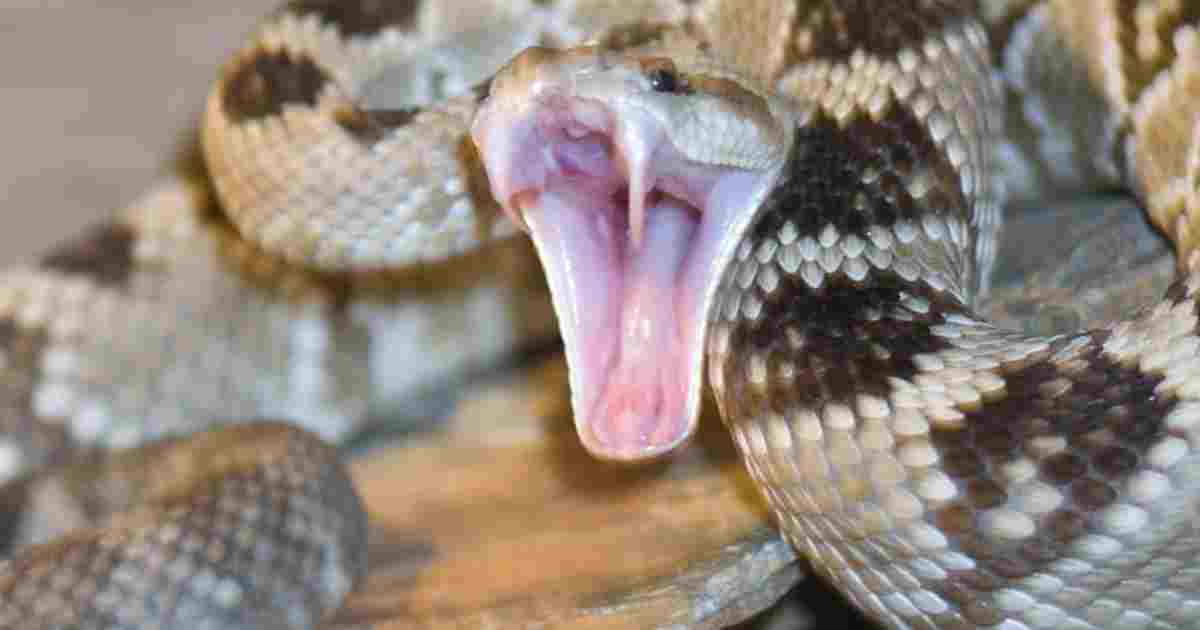 snake-mouth-wide-open