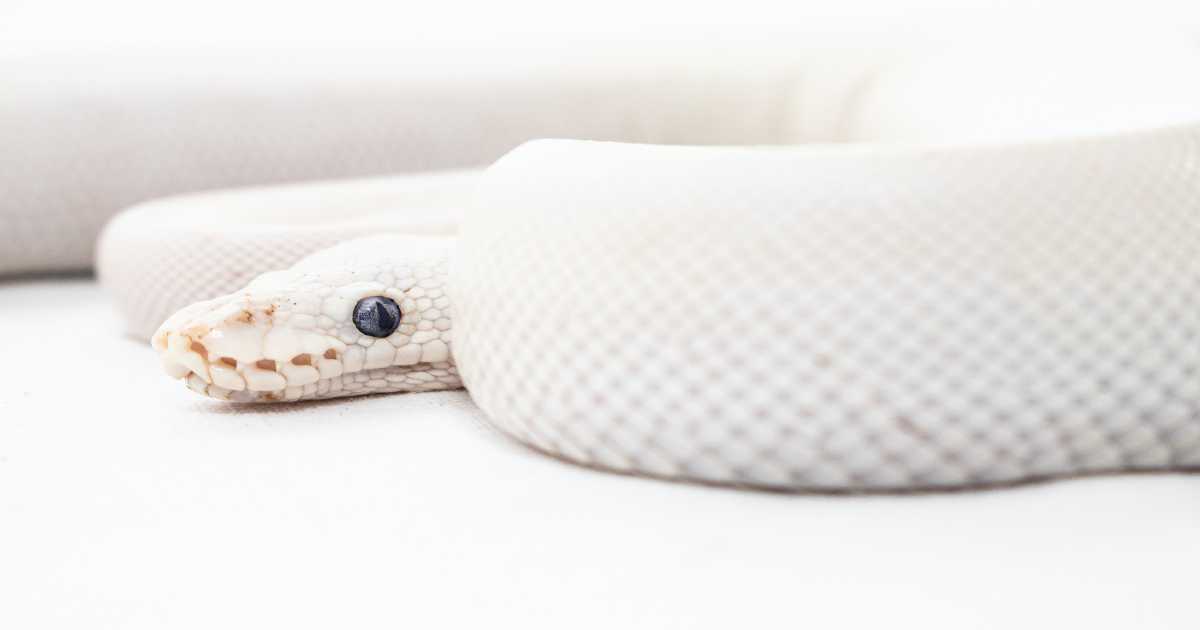 snake-on-white-sofa