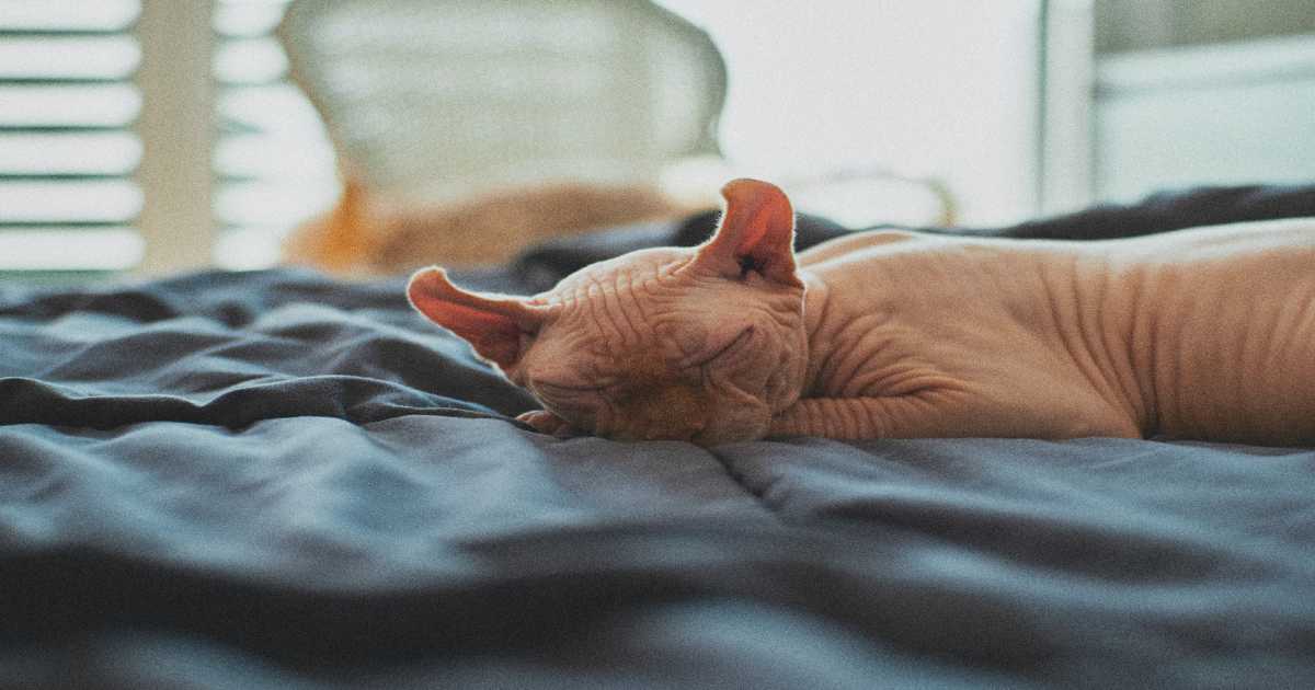 sphynx-cat