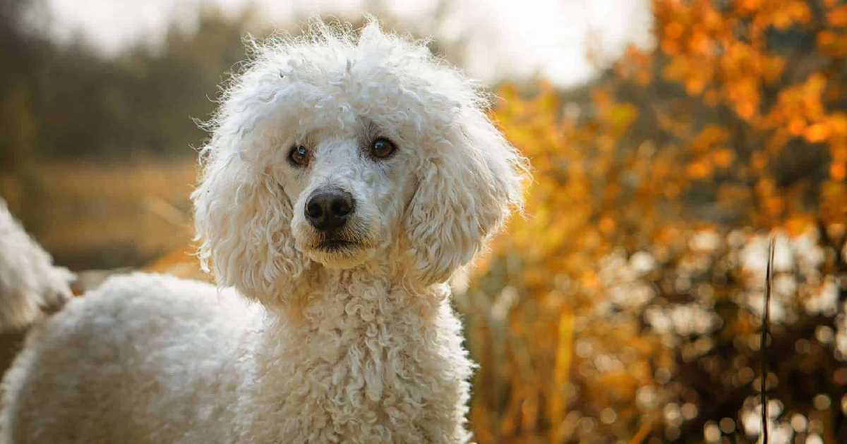 standard-poodle