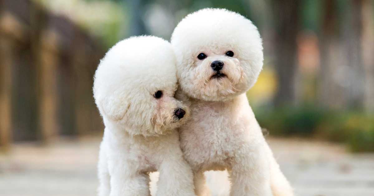 toy-poodle