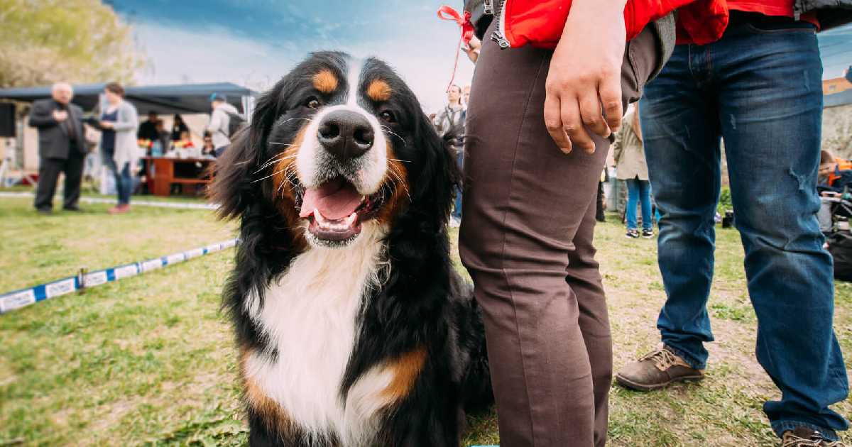 travel-to-switzerland-with-dog