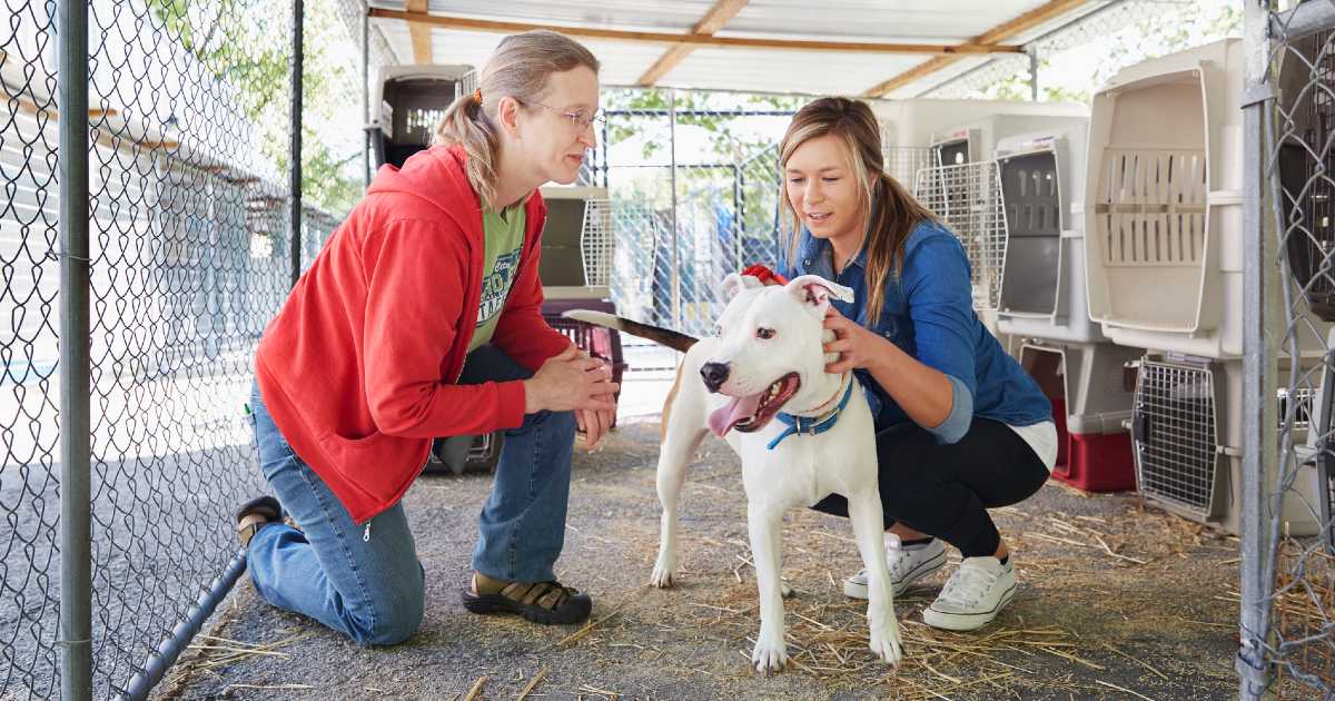 visiting-dog-boarding-place