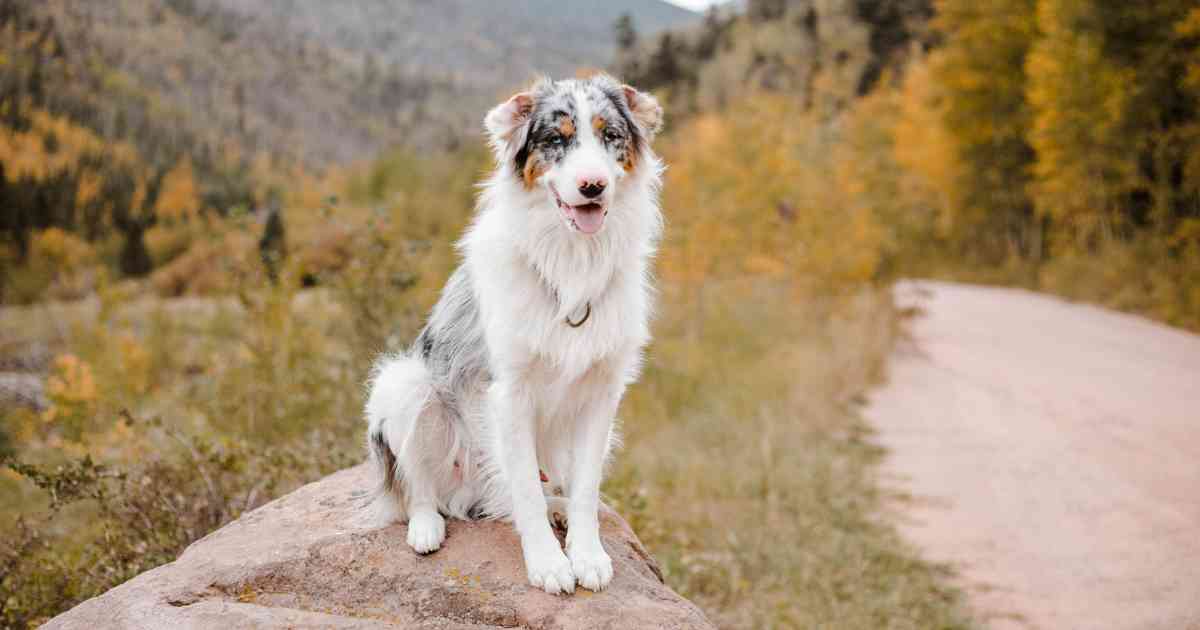 australian-shepherd-outdoor