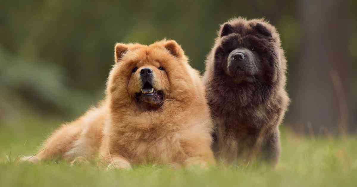 basset-hound-chow-chow-shar-pei