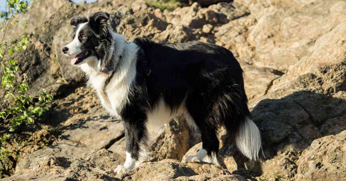 border-collie-exploring-outdoors