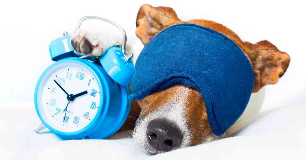 clock-with-dog