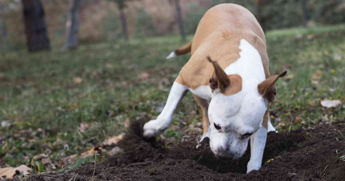 dog-burying