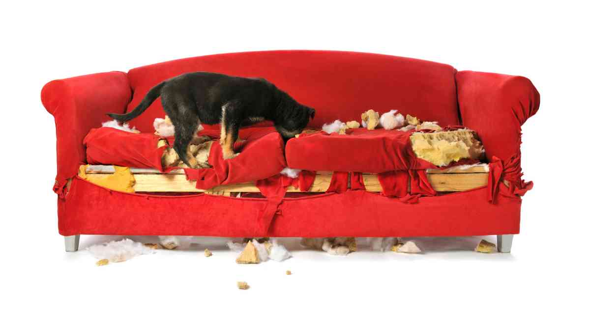 dog-chewing-furniture