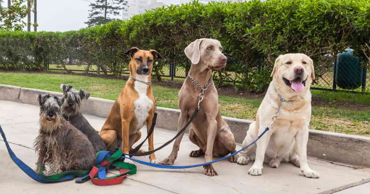 dog-walker-observing-surroundings