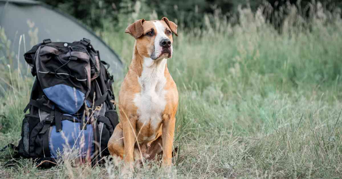 happy-camper-with-their-dog