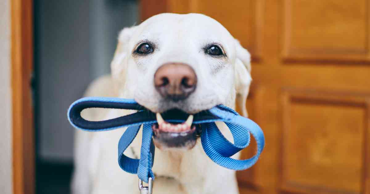 happy-dog-walker-with-dogs-on-leashes