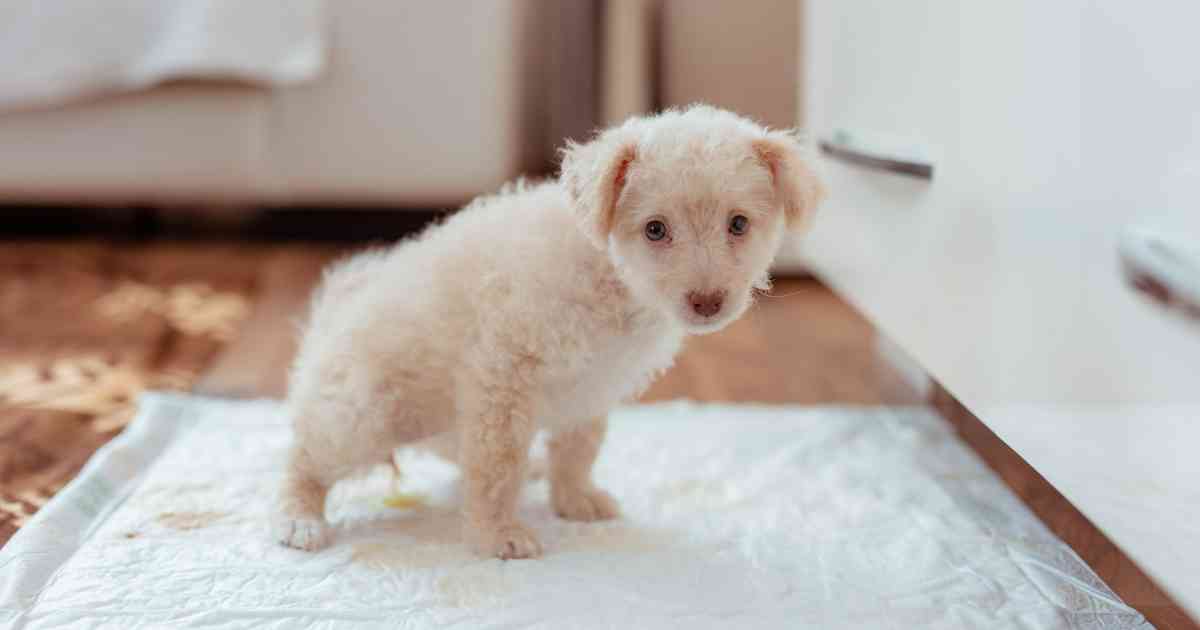 happy-puppy-exploring-their-new-home