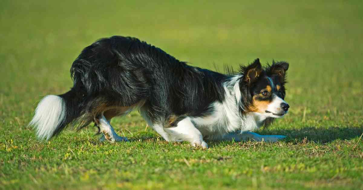 labrador-border-collie-italian-greyhound