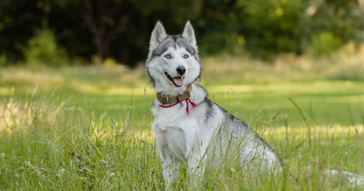 siberian-husky-outdoor