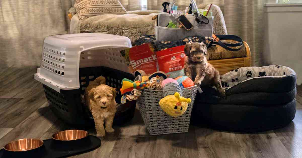 The Essential New Puppy Checklist Top 10 Tips Before Bringing A New   Variety Of Puppy Supplies 