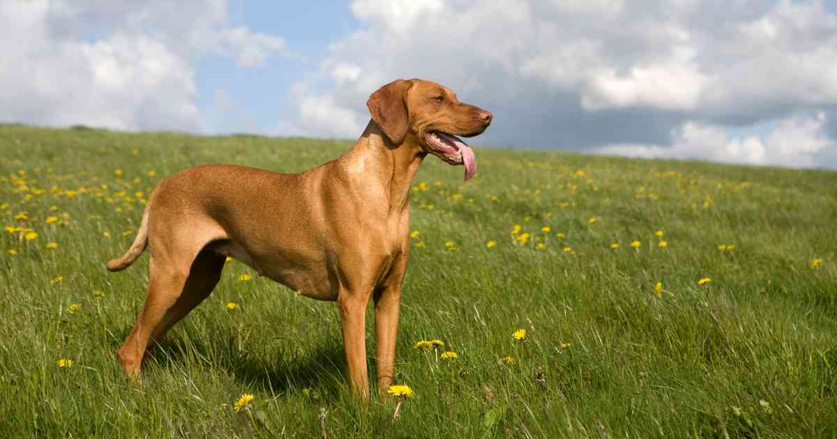 vizsla-on-a-hike