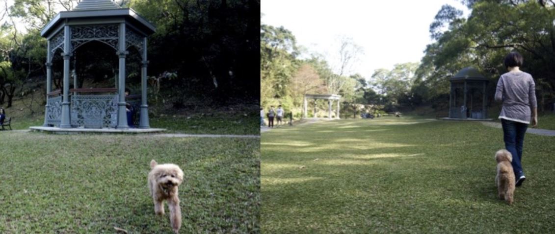 Best 15 Dog Parks In Hong Kong For 2020