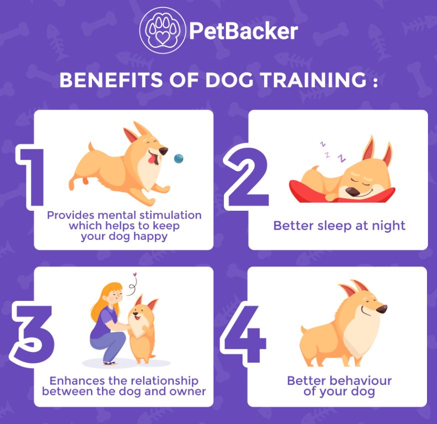 how to train your dog to be super obedient