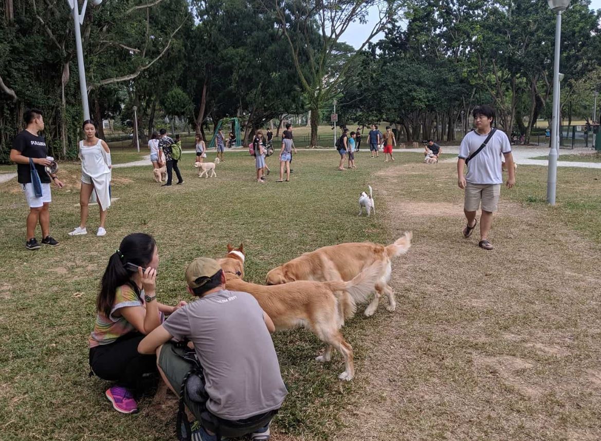 singapore dog travel