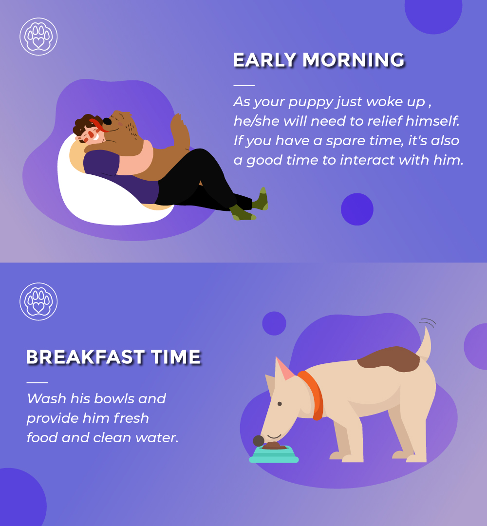 what is the best schedule for a puppy