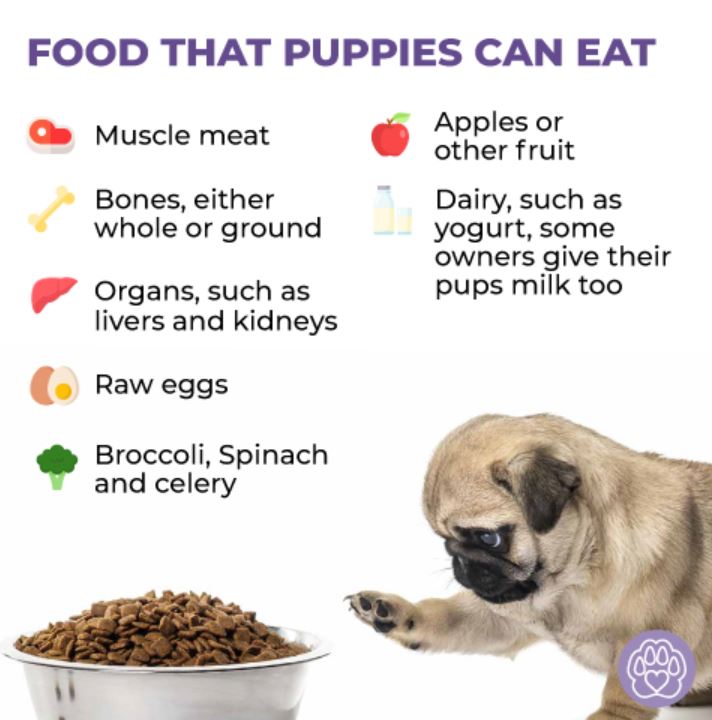 how much dog food do you give a puppy