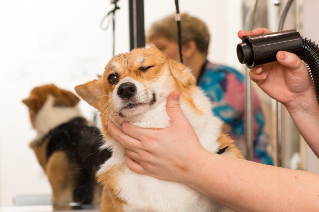 dog grooming for beginners