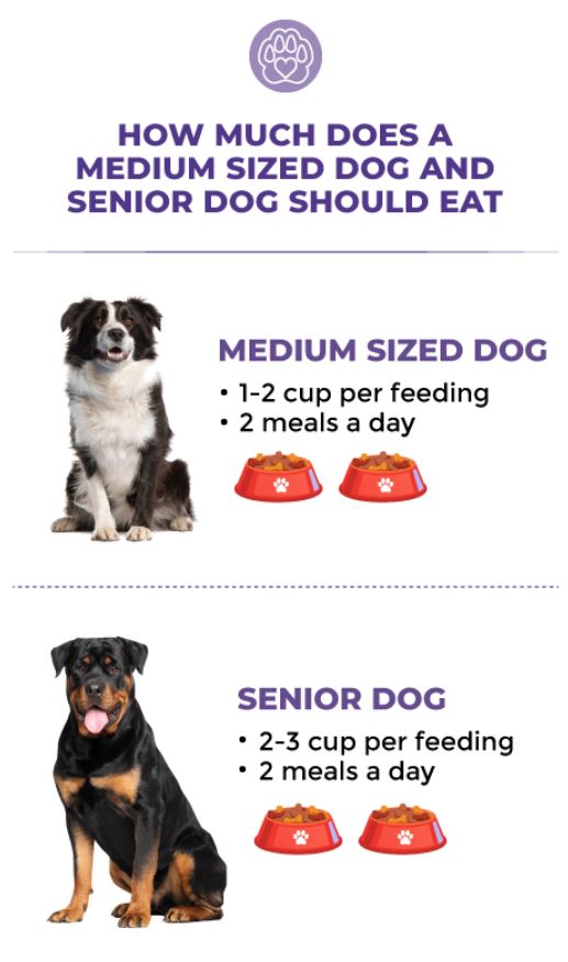 how much food does a medium dog eat