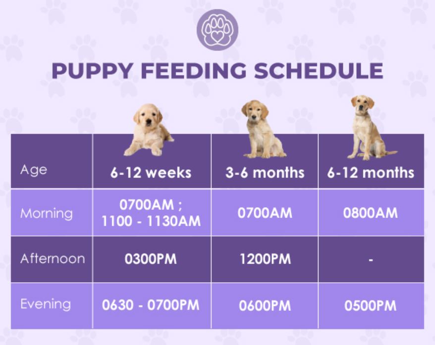 Your Dog's Feeding Schedule