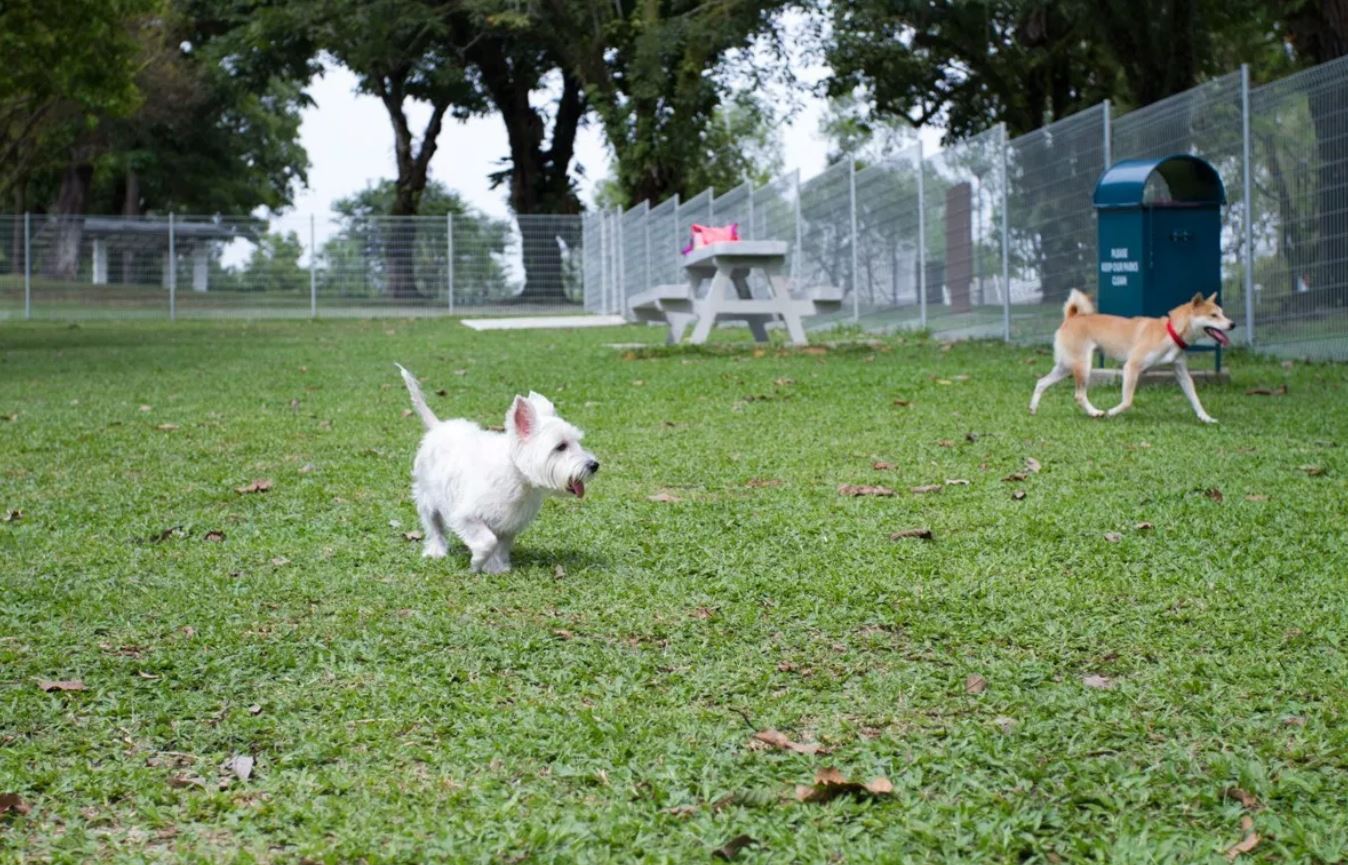 Best 15 Dog Parks In Singapore For