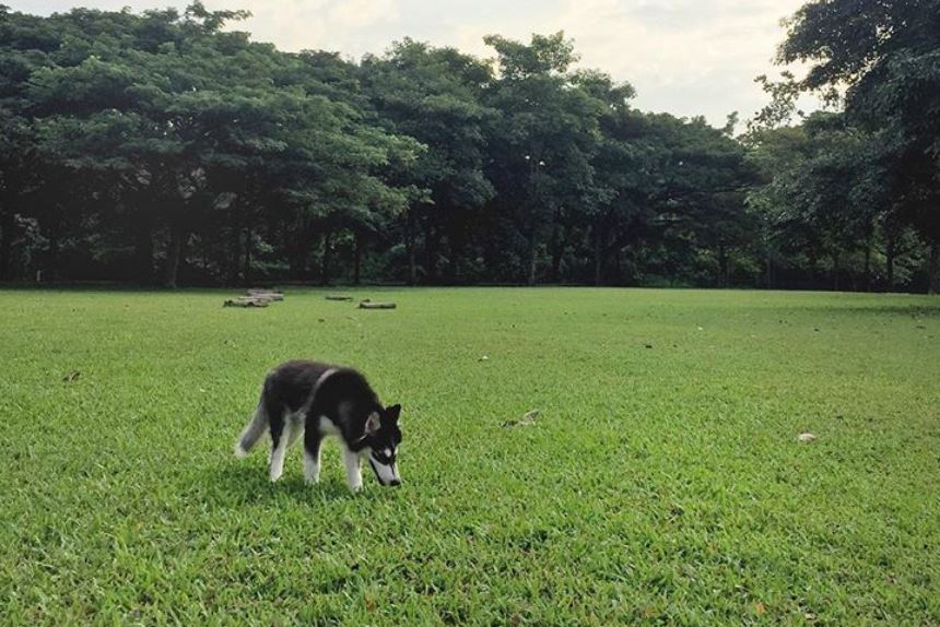 Best 15 Dog Parks In Singapore For