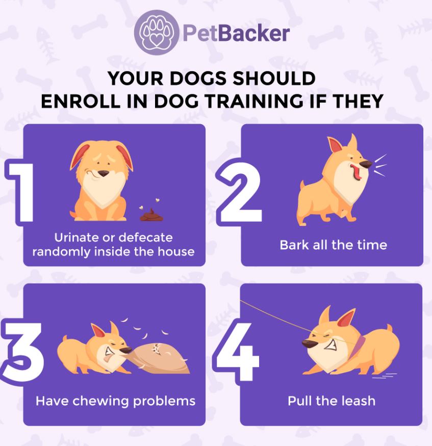 What you need to know before sending your dog for training