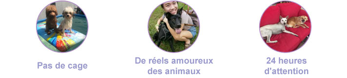 PetBacker Pet Lover