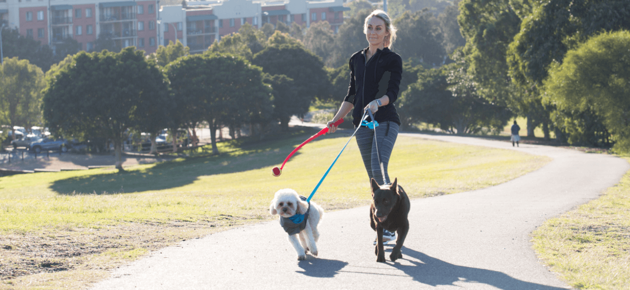 puppies first walk on a lead