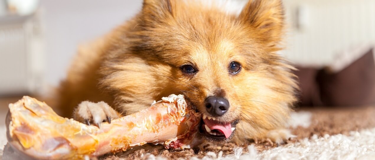 dog swallowed whole chicken wing