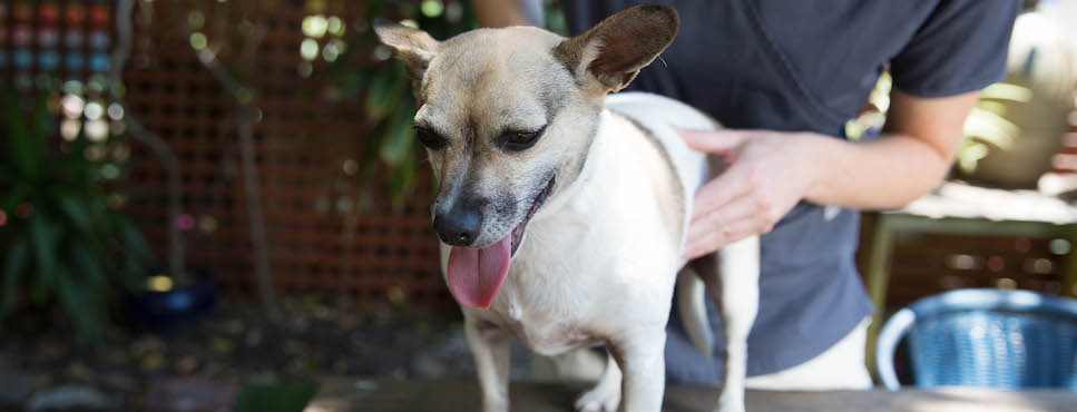 flea shampoo for pregnant dogs