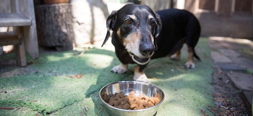 dog food for dogs with allergies