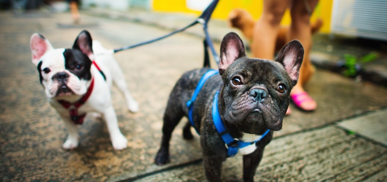 best training treats for french bulldogs