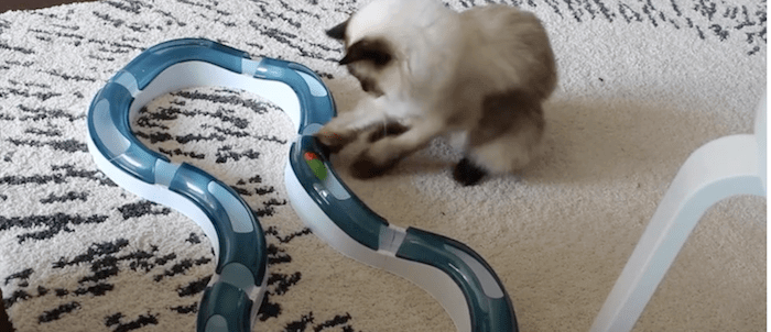 best toys to keep cats entertained