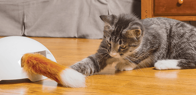 stimulating cat toys