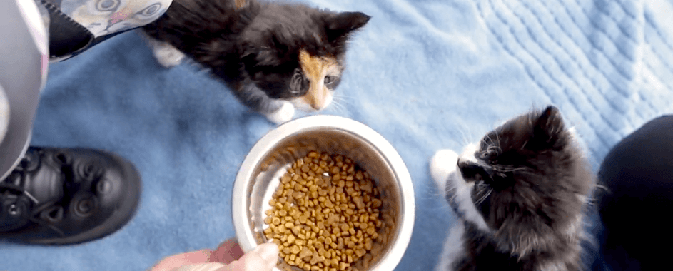 best kitten food australia