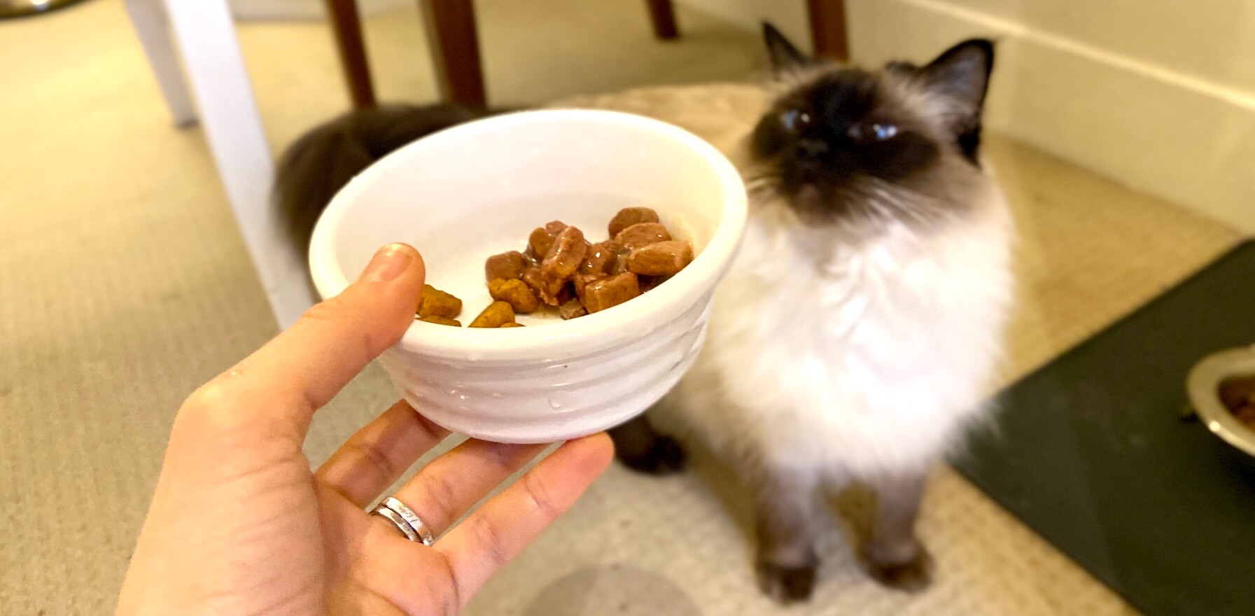 best grocery store cat food