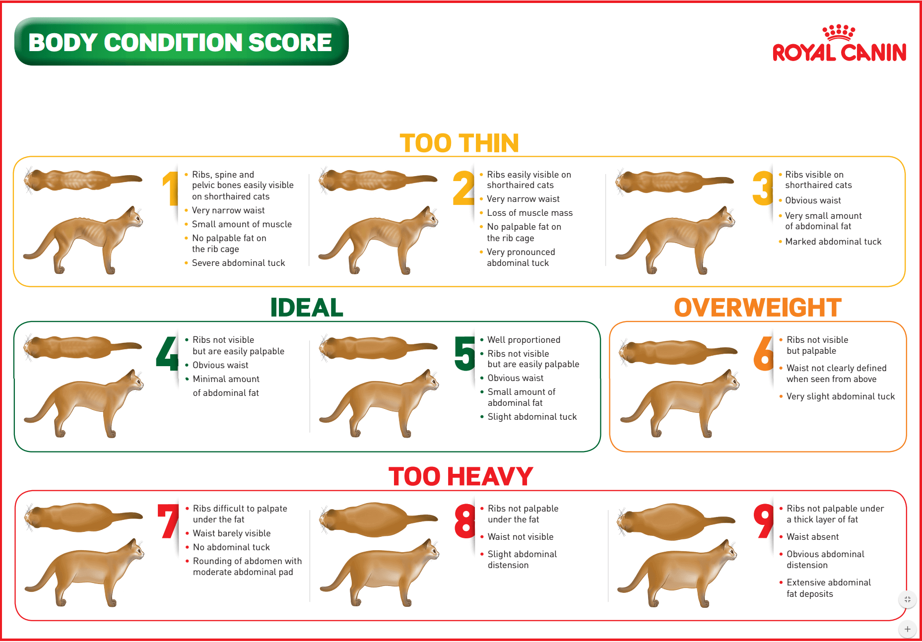 Royal Canin Cat Body Condition Score Chart