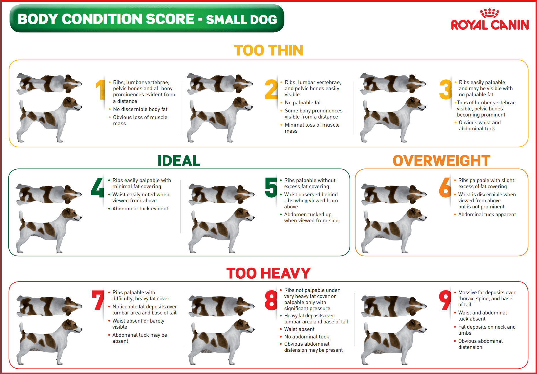 Canine Body Condition Chart