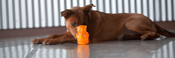 image of dog playing with orange toy