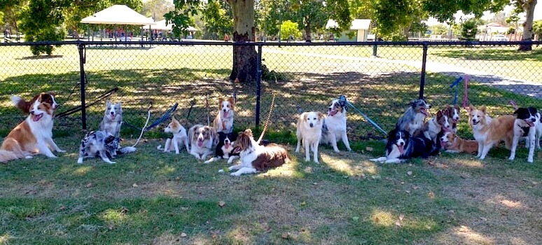 border collie puppy food guide